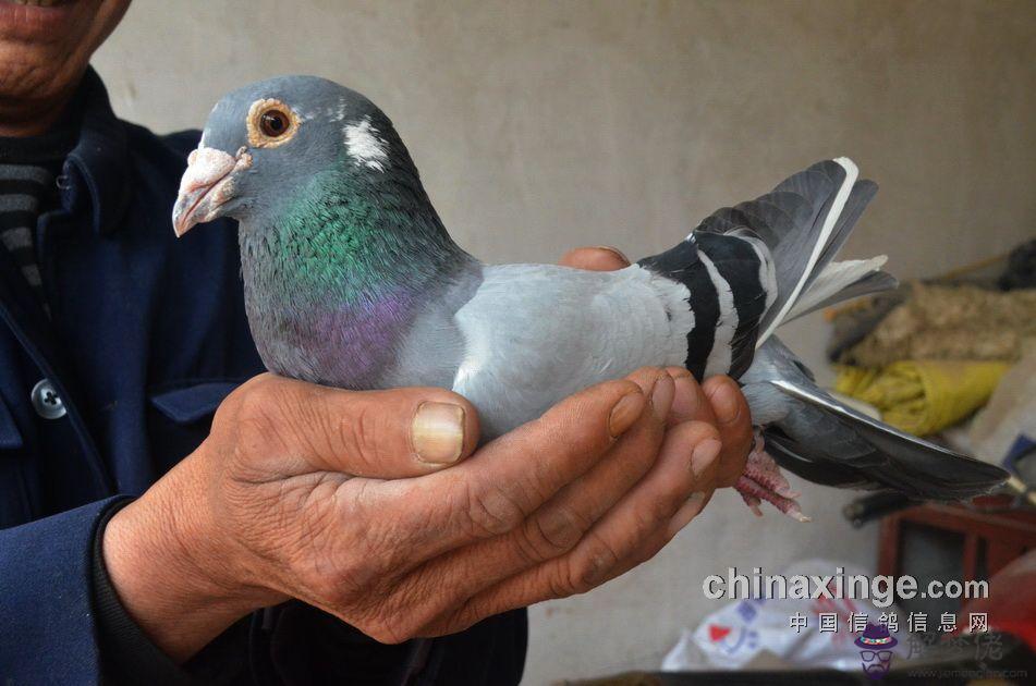 鴿子自由配對要多久：一群散養鴿子它們怎麼配對