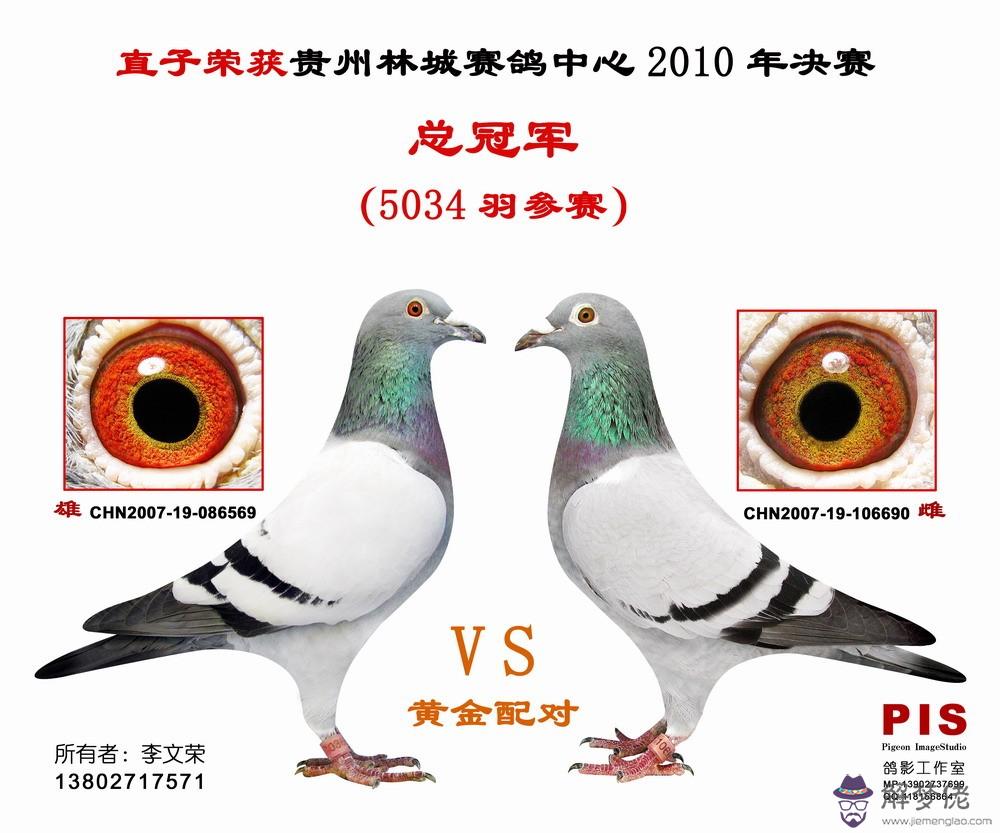 黃眼信鴿配對圖片