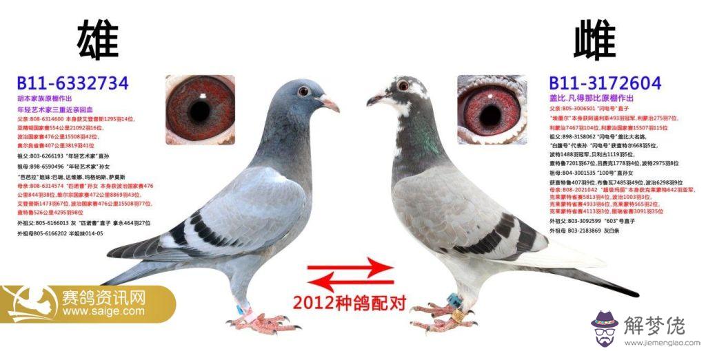 賽鴿種鴿實戰配對