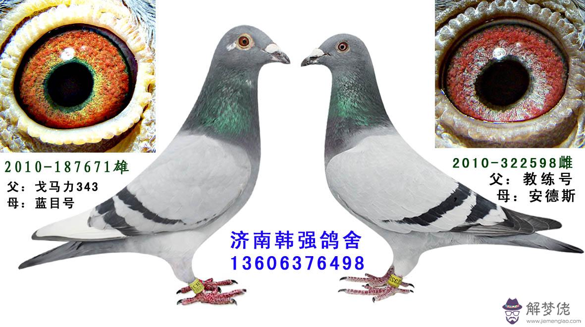 白沙鴿眼配對圖片：信鴿眼沙配對有什麼技巧