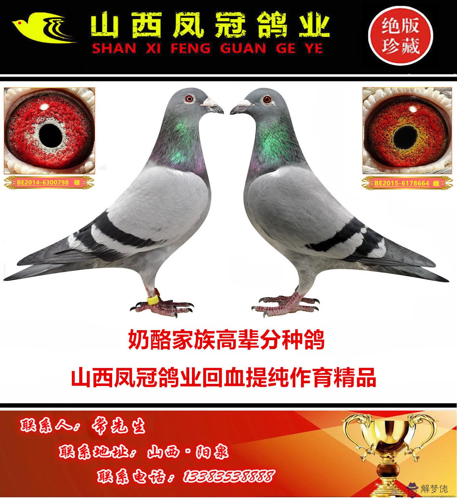 鴿子不配對的原因：鴿子會不會自己配對？