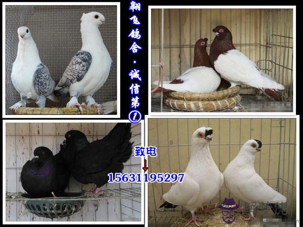 兩頭烏與點子配對圖片