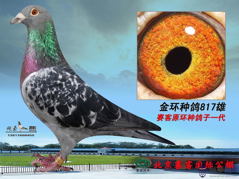 最著名信鴿黃金配對：信鴿黃金配對表