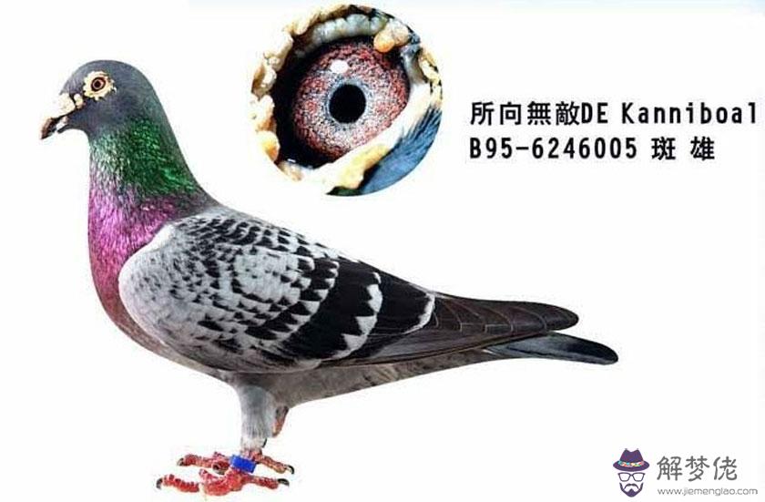鴿子怎麼配對好：鴿子要怎麼配對才行