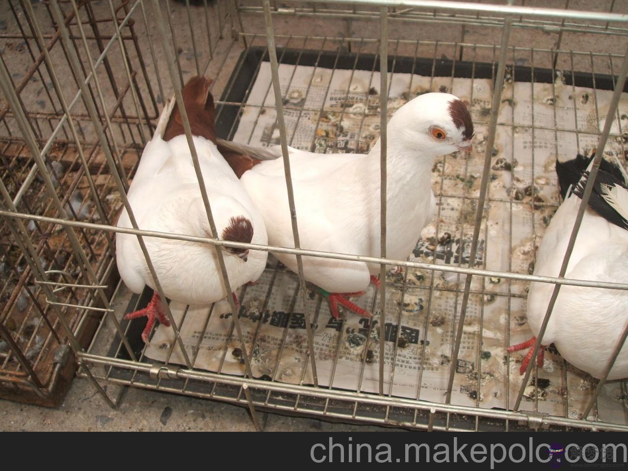 點子鴿配對六不宜：一群散養鴿子它們怎麼配對