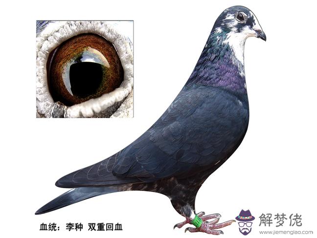 信鴿配對六不宜近親：養鴿子為什麼要進行近親配對？