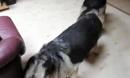 動物配對播放：為什麼動物在后面，人在前面
