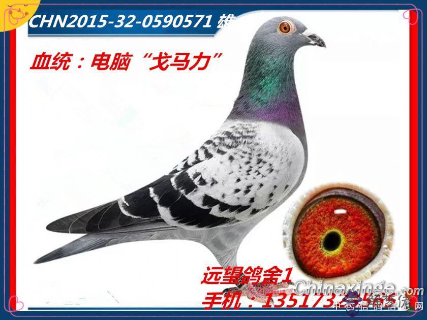 種鴿配對技巧：一群散養鴿子它們怎麼配對