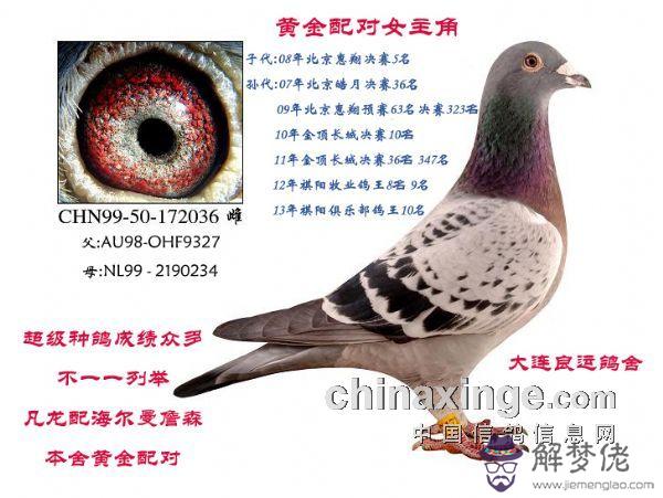 凡龍第一黃金配對：中國信鴿足環查詢