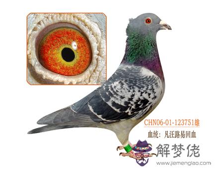 信鴿和肉鴿配對怎麼樣：請問信鴿和肉鴿能配對嗎？
