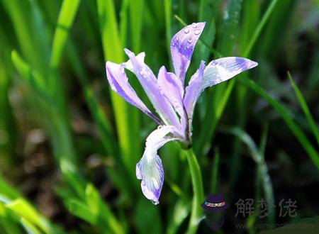 馬蓮花的寓意和象征