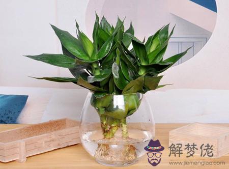 臥室擺放什麼植物風水最好