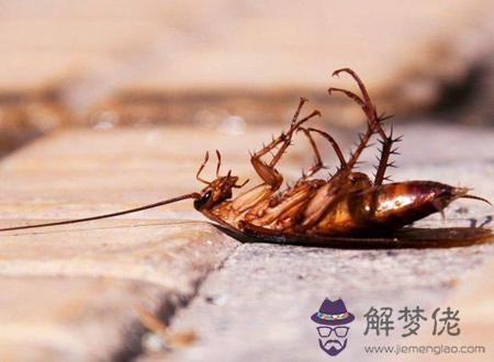 蟑螂進屋的不吉利嗎