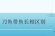 刀魚帶魚長相區別