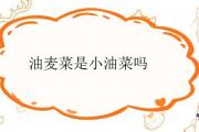 油麥菜是小油菜嗎