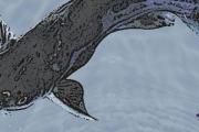 清泉魚是不是清江魚