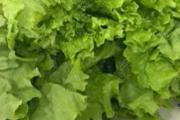 西生菜可以生吃嗎
