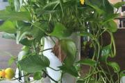菜籽餅水泡多久可以澆菜