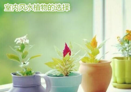 室內風水植物的選擇