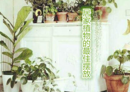 居家植物的最佳擺放