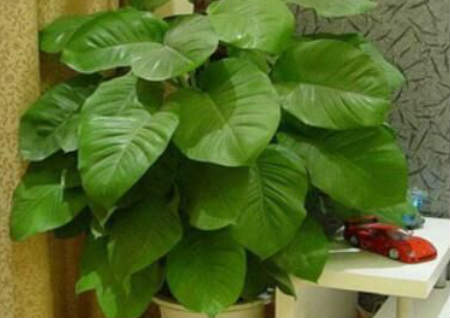 招財植物風水布局及講究