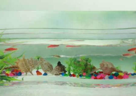 養魚有什么講究