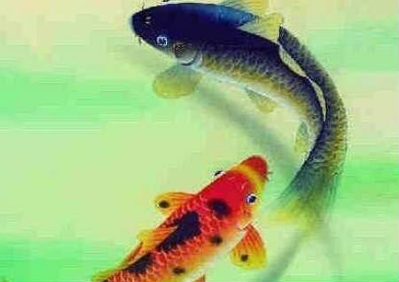 養魚有什么講究