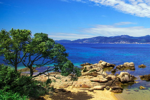 為什么說養狗旺財 家里養狗真的可以招財嗎