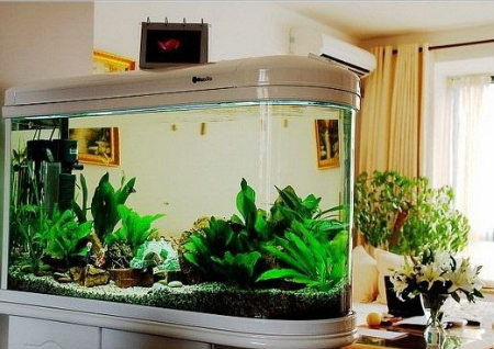 進門見魚缸風水好嗎