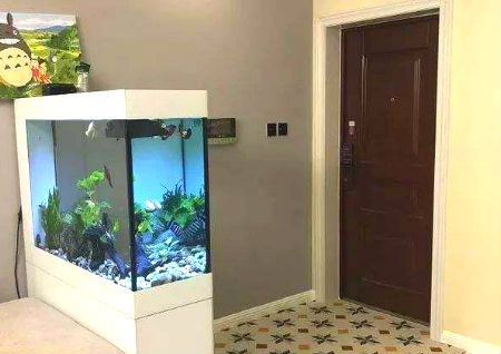 進門見魚缸風水好嗎