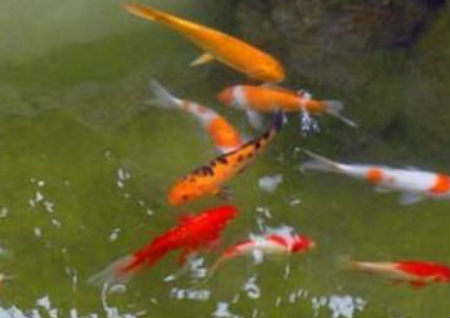 清道夫魚的養殖技巧介紹 解夢佬 清道夫魚的養殖技巧介紹 解夢佬