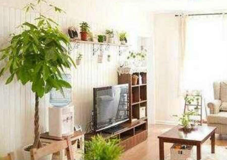 植物風水的擺放與選擇知識