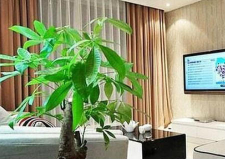 家居植物招財風水布局法