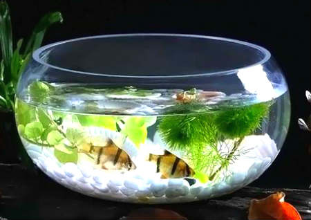 家中招財擺件風水效果哪個好