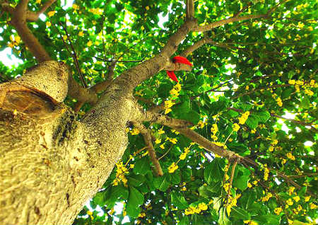 后院種什么樹風水最好