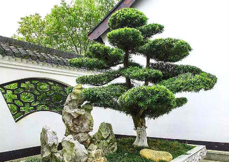 后院種什么樹風水最好