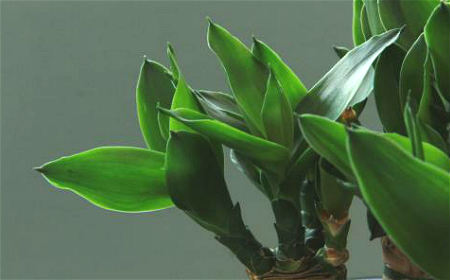 辦公室植物風水與禁忌