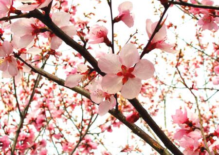 家中招桃花風水