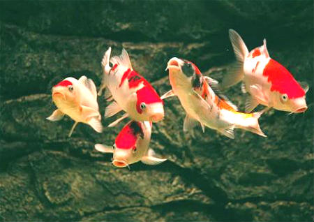 家庭養魚風水知識