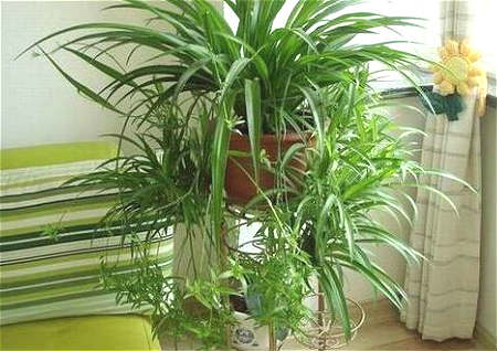衛生間放植物風水好
