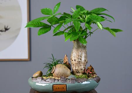 發財樹風水擺放三不要