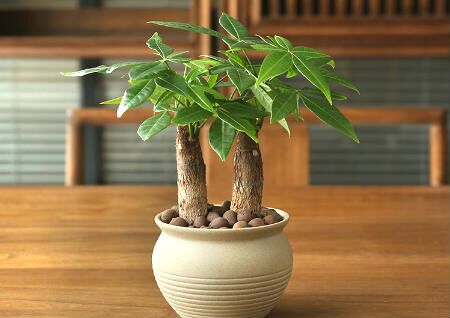 發財樹風水擺放三不要