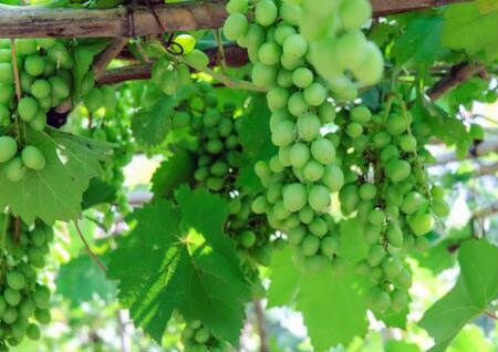 別墅庭院種什么樹風水好