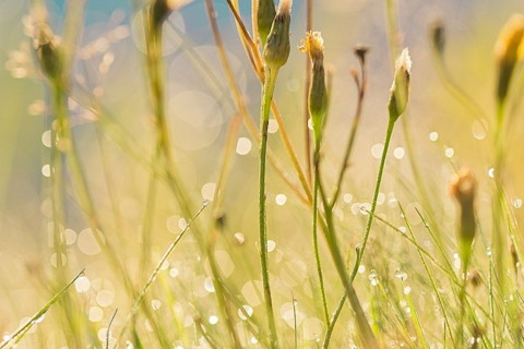 招財擺件什么好 招財擺件擺放位置很重要