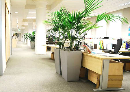 辦公室擺花風水