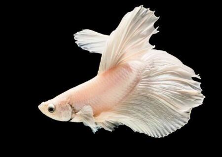 養魚的數量風水講究