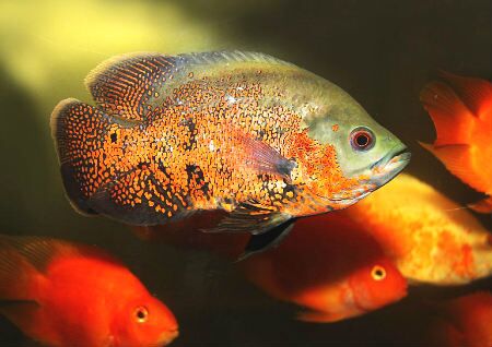 養魚的數量風水講究
