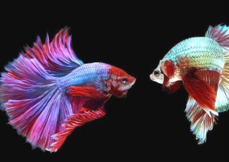 養魚的數量風水講究