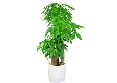 發財樹擺放位置風水