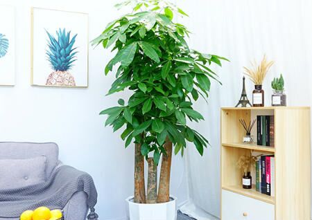 發財樹擺放位置風水